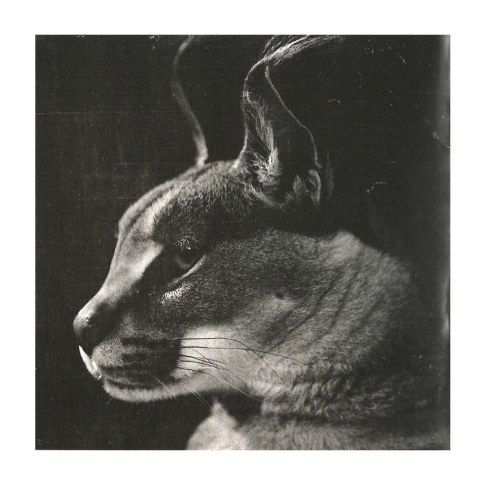 Disclosure  - Caracal